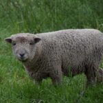 Babydoll Southdown Sheep