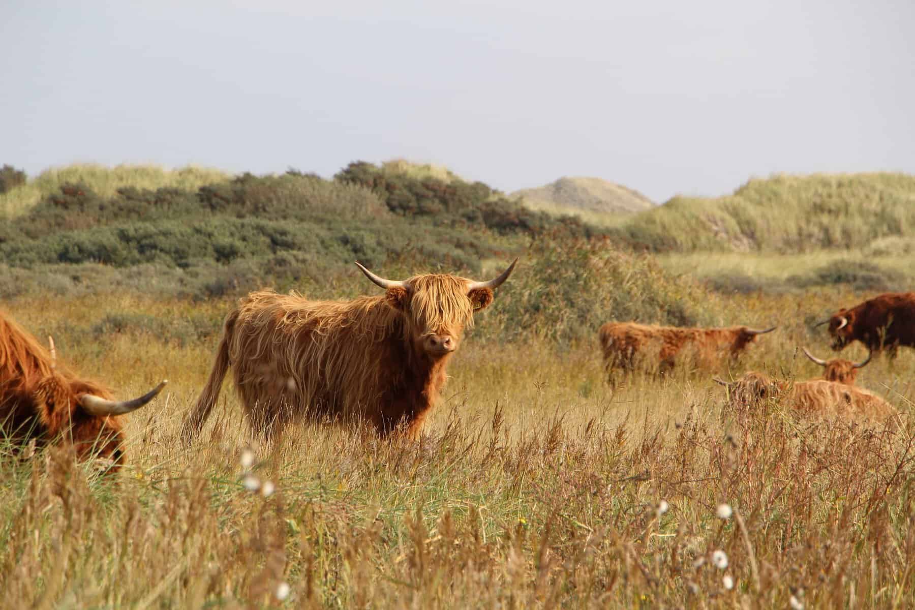 Are Highland Cattle Friendly