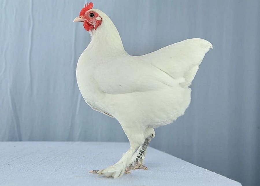 Australian Langshan Chicken