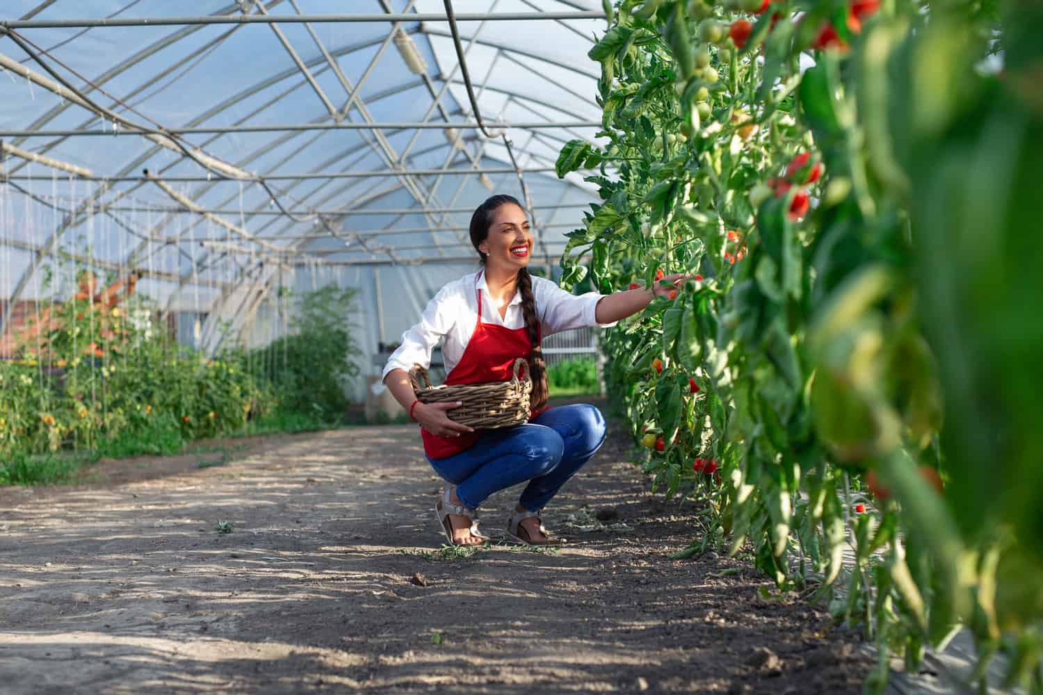 Best Greenhouse Plants