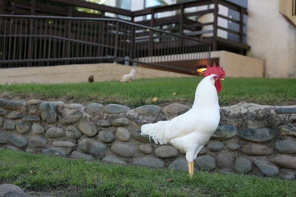 California White Chicken