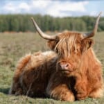 Competitive Show-Ready Highland Cows