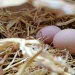 Delaware chicken egg production