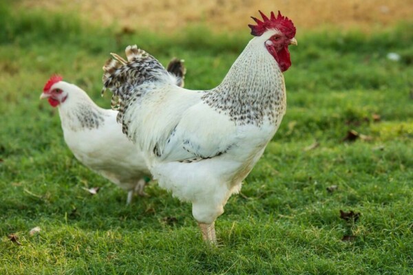 Delaware Chickens – Breed Profile, Facts and Care
