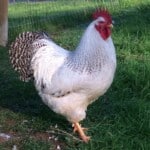 Delaware rooster
