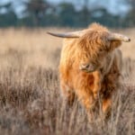 Differences Between the Kyloe and the Highland Cattle