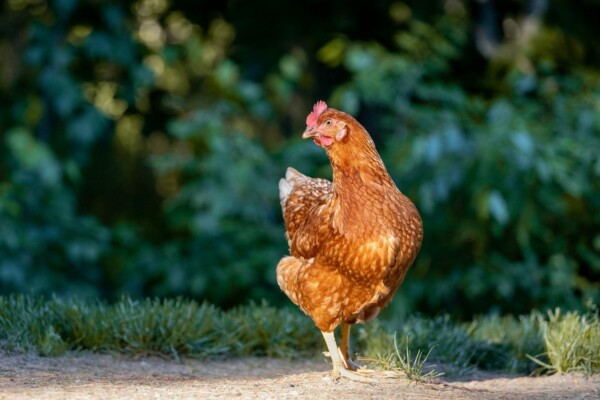 Golden Comet Chickens – Everything You Need to Know