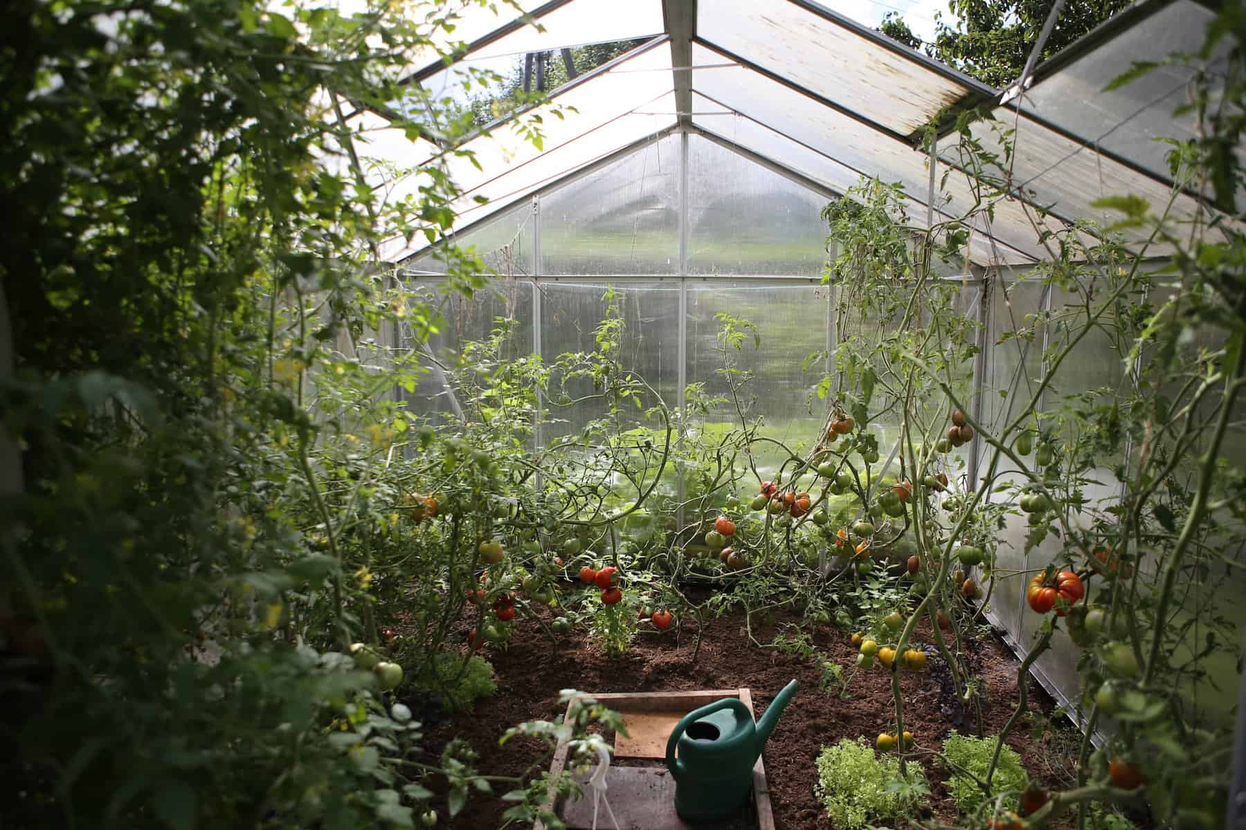 Greenhouse Veggies
