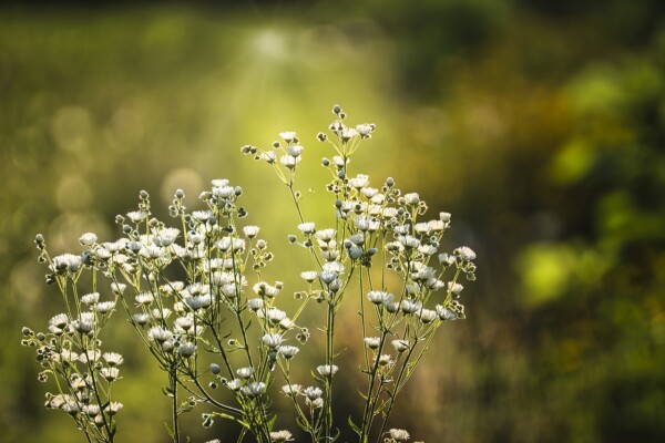 Growing Baby’s Breath: Tips for a Thriving, Ethereal Garden