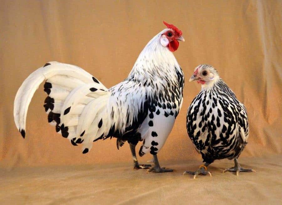 Hamburg chicken