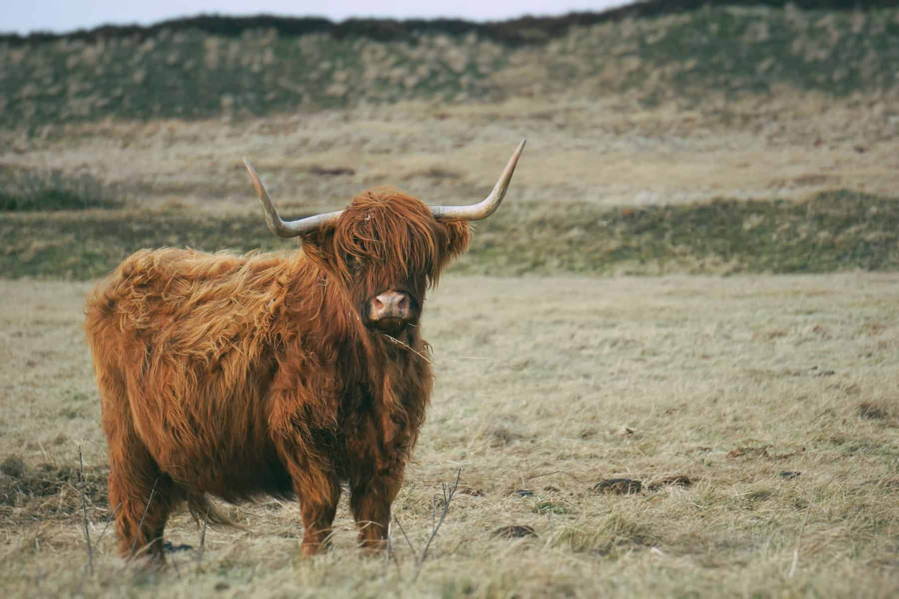 Highland Cattle Appearance