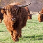 Highland Cattle Behavior