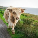 Highland Cattle Characteristics