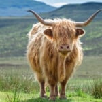 Highland Cattle FAQs