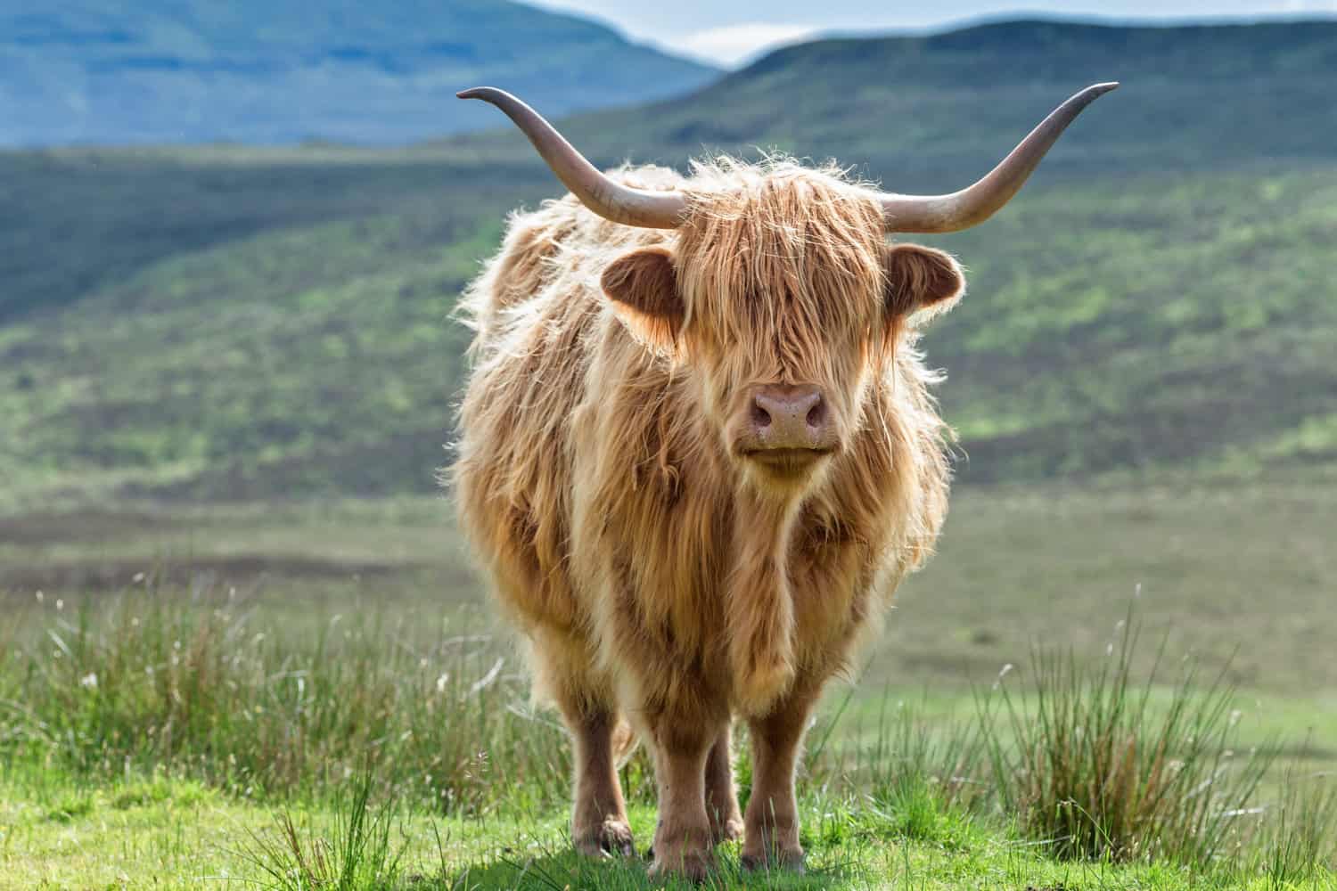 Highland Cattle FAQs