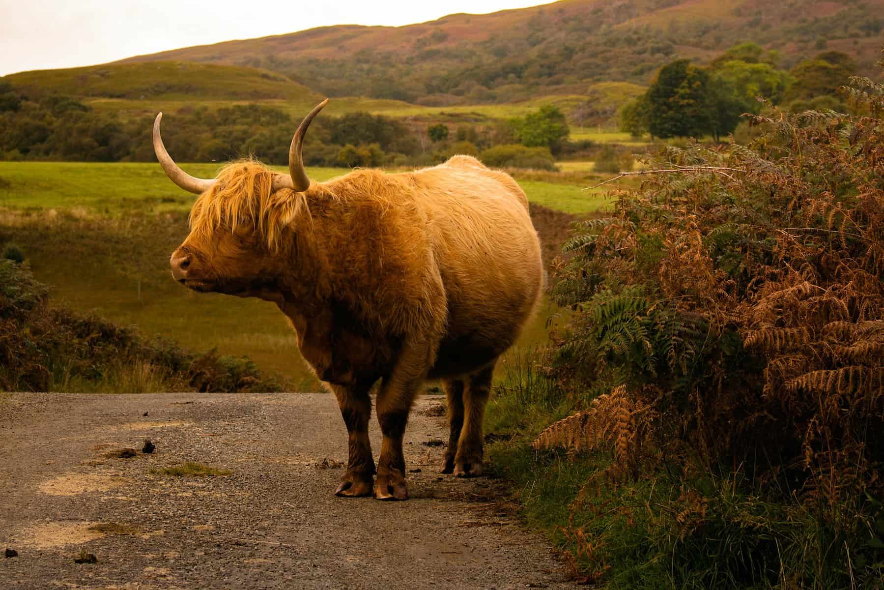 Highland Cattle Meat