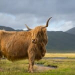 Highland Cattle availability
