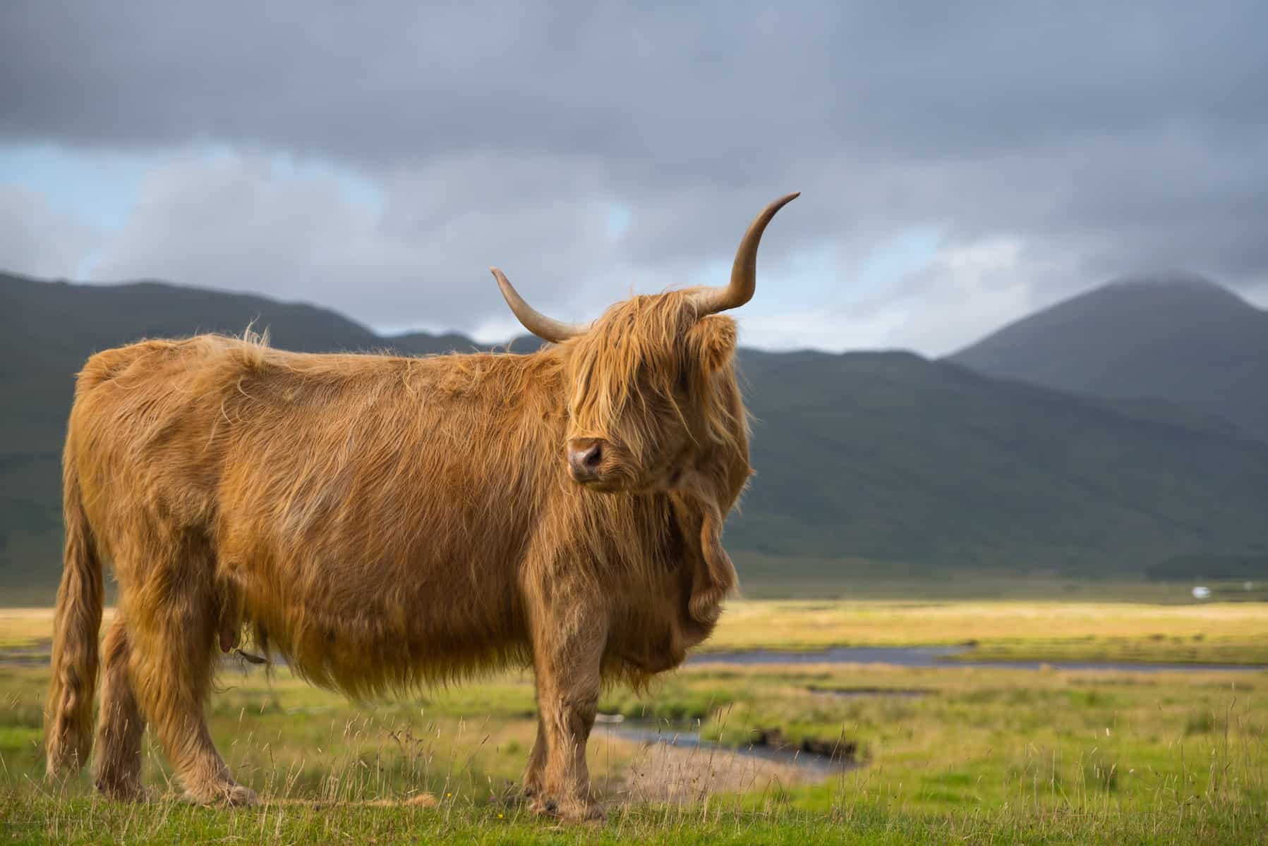 Highland Cattle availability