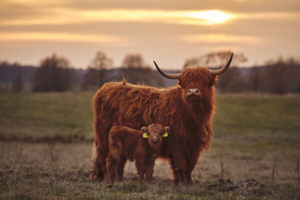 Highland Cows – Breed Profile, Facts & Photos