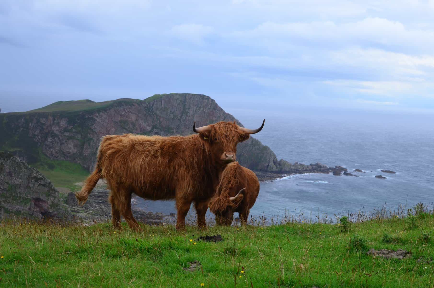 Highland Cows origins