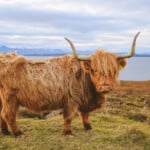 Highland cattle in the Scottish highlands