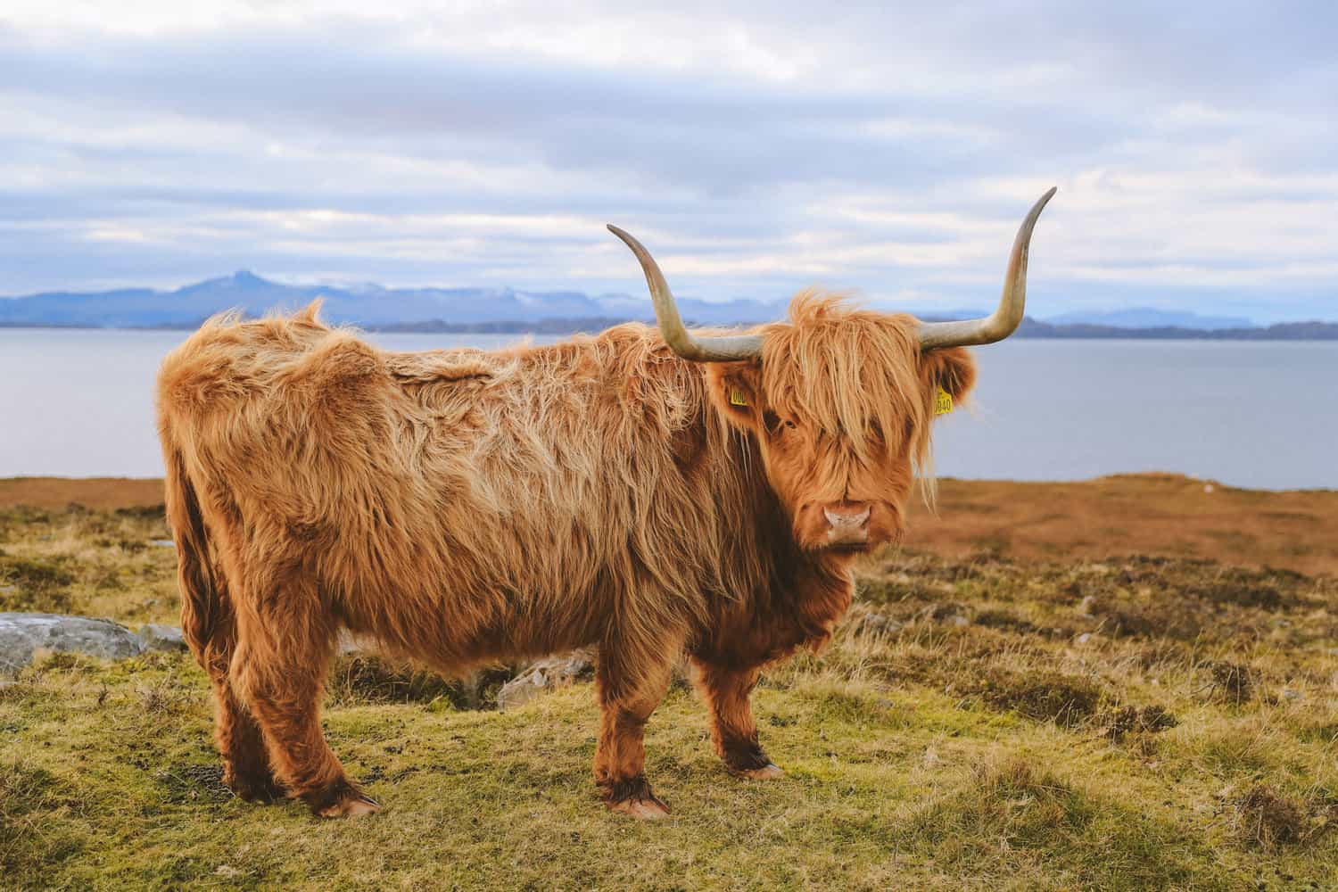 Highland cattle in the Scottish highlands