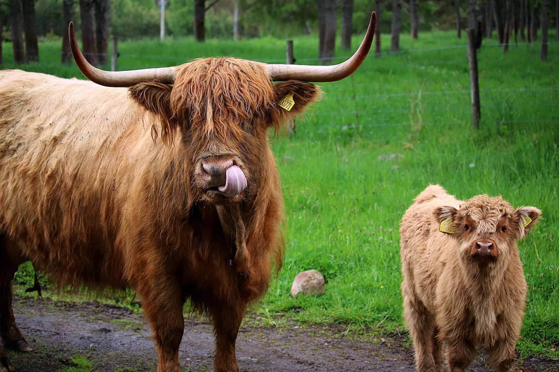 Highland cow with a calf