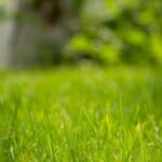 How to Tell If Your Lawn Needs the 13-13-13 Fertilizer