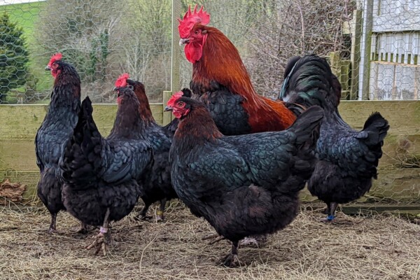 Marans Chickens: Breed Profile, Varieties and Care