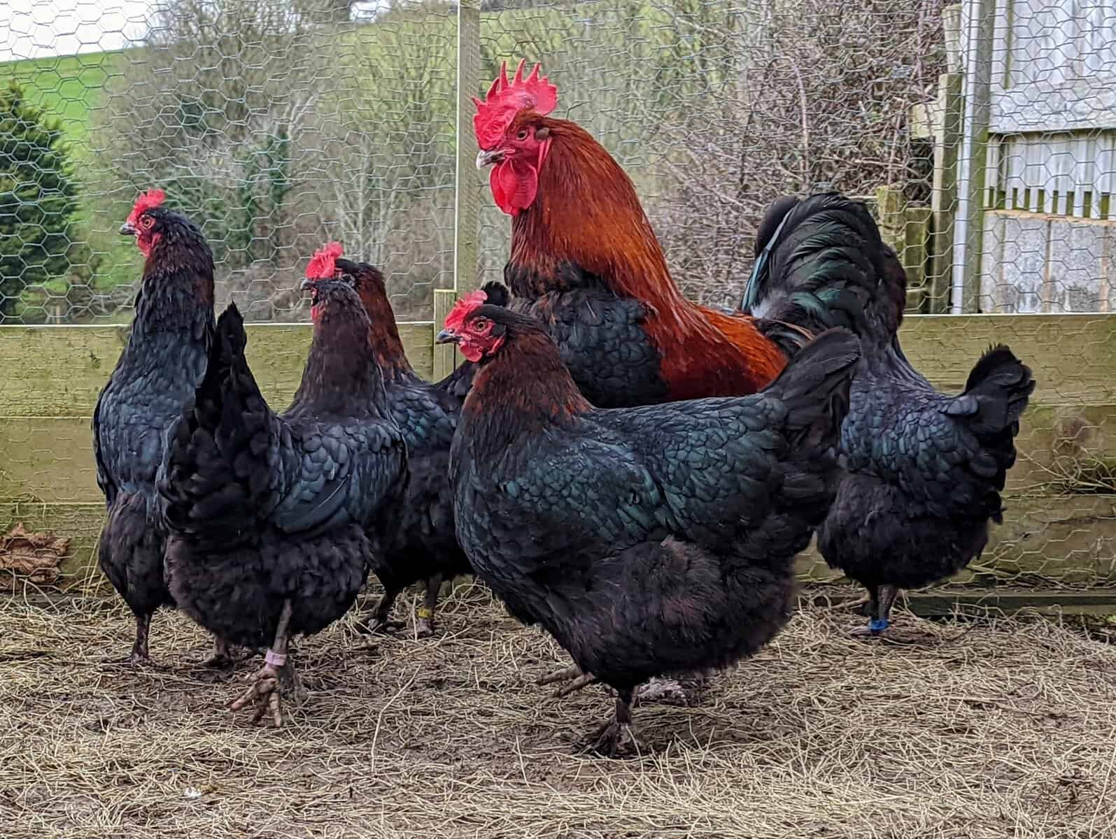 Marans Chickens