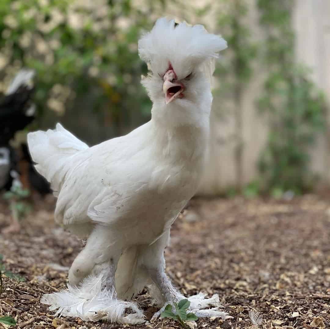 Sultan chicken