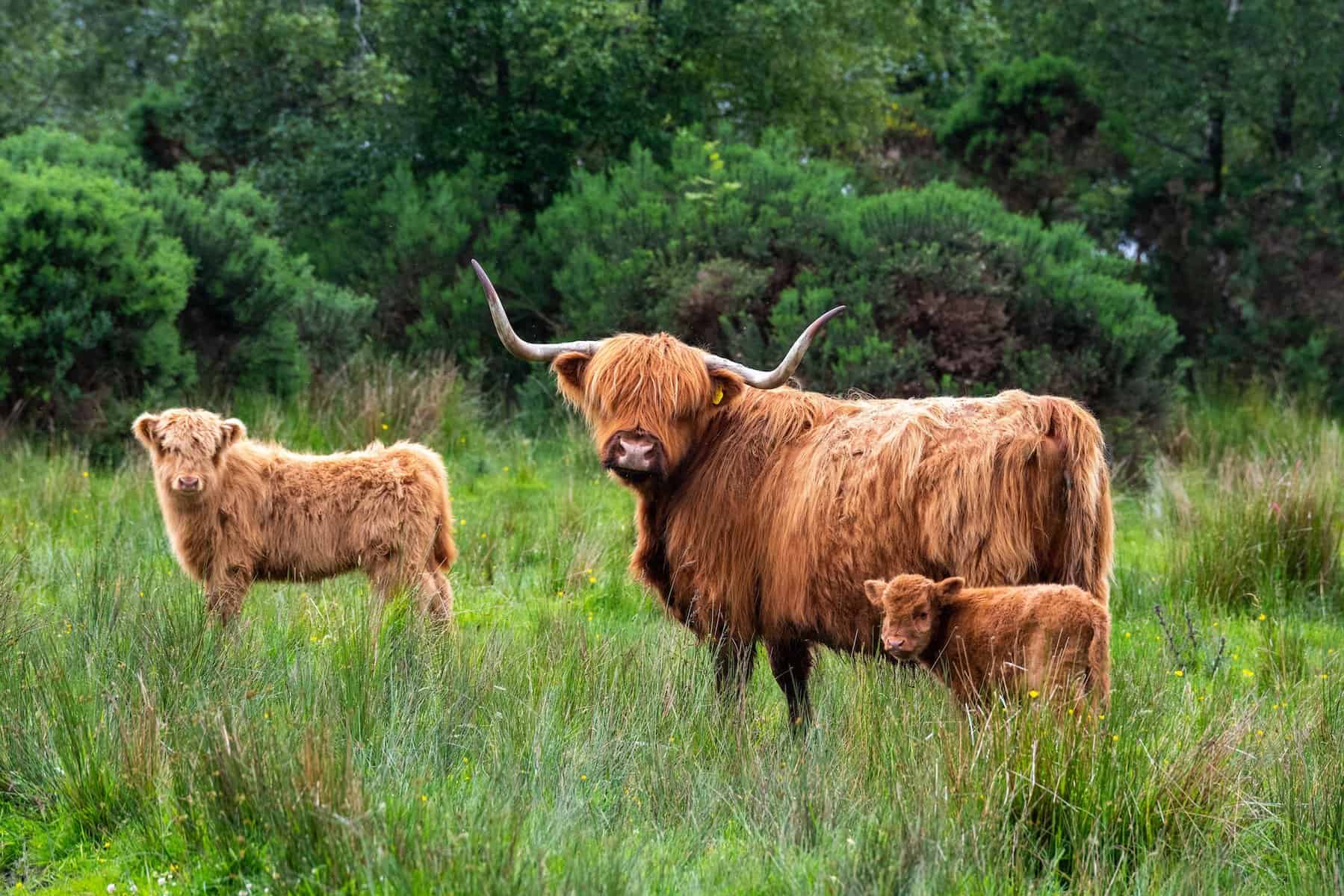 The Highland Cattle Calves