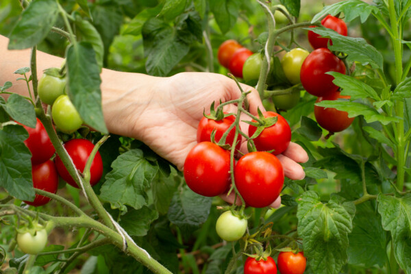 Types of Tomatoes: 20 Best Tomato Varieties to Grow