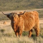 What Are Highland Cows Raised For