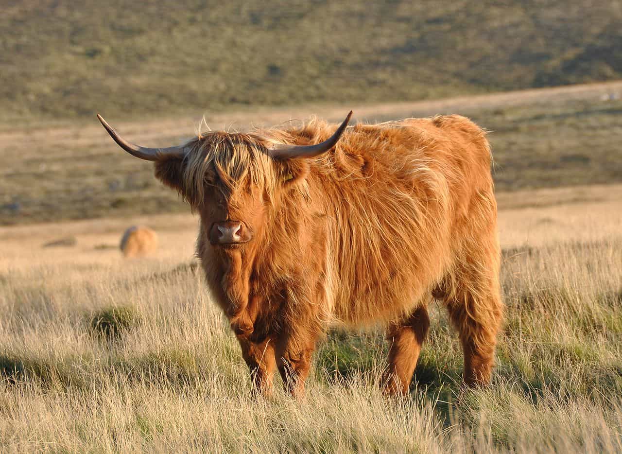 What Are Highland Cows Raised For