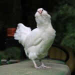 White Ameraucana Chicken