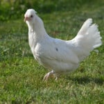 White Araucana Chicken