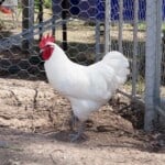 White Australorp Chicken