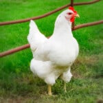 White Jersey Giant Chicken