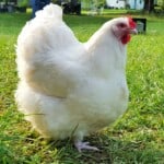 White Orpington Chicken