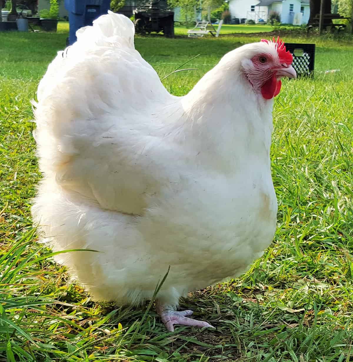 White Orpington Chicken
