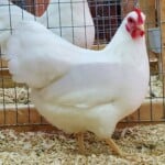 White Plymouth Rock Chicken