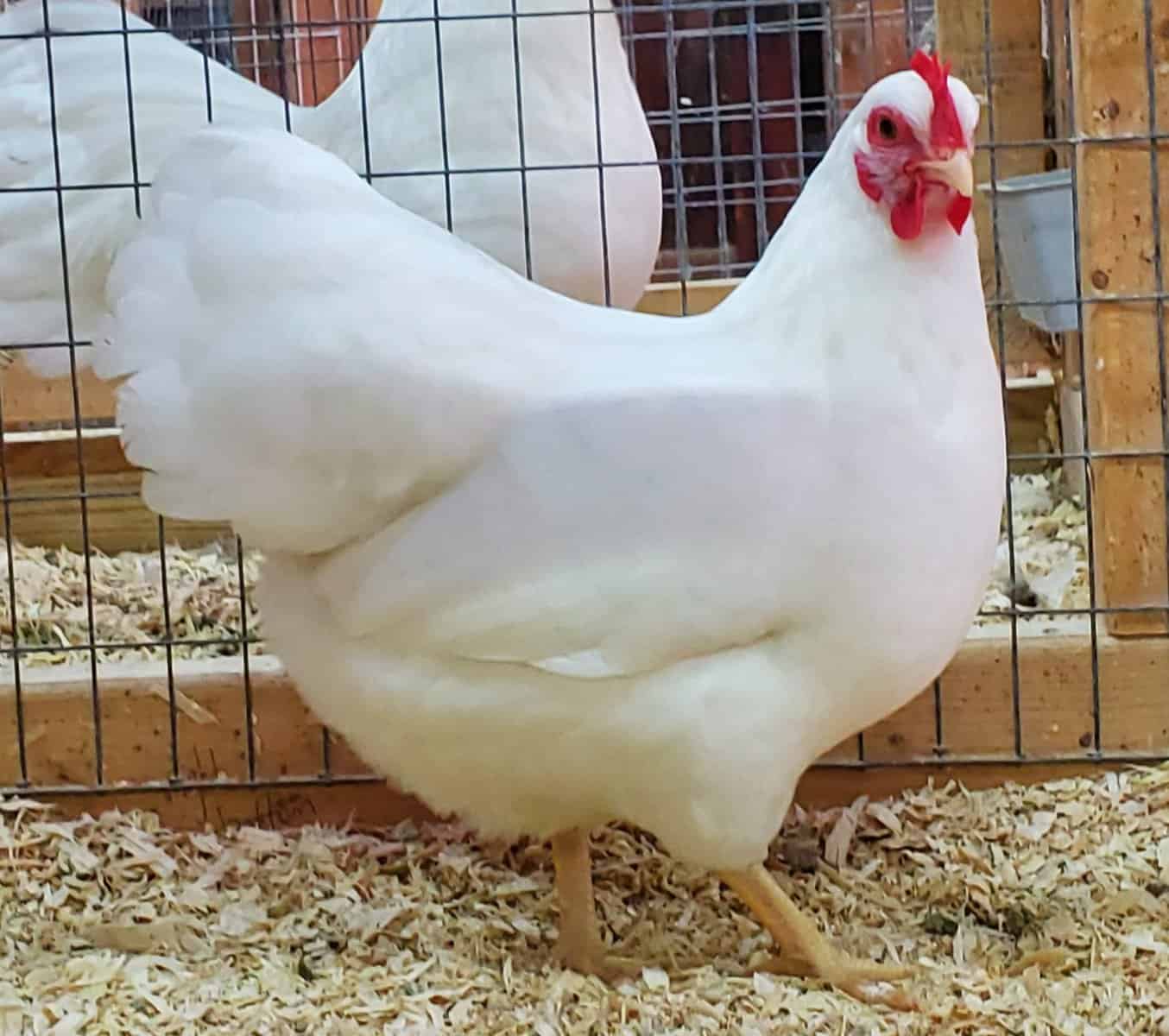 White Plymouth Rock Chicken