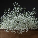 Why You Should Grow Baby’s Breath