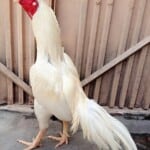 aseel Chicken white