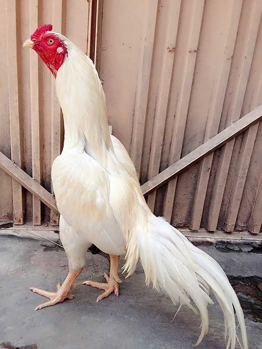 aseel Chicken white