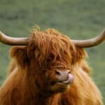 funny highland cow
