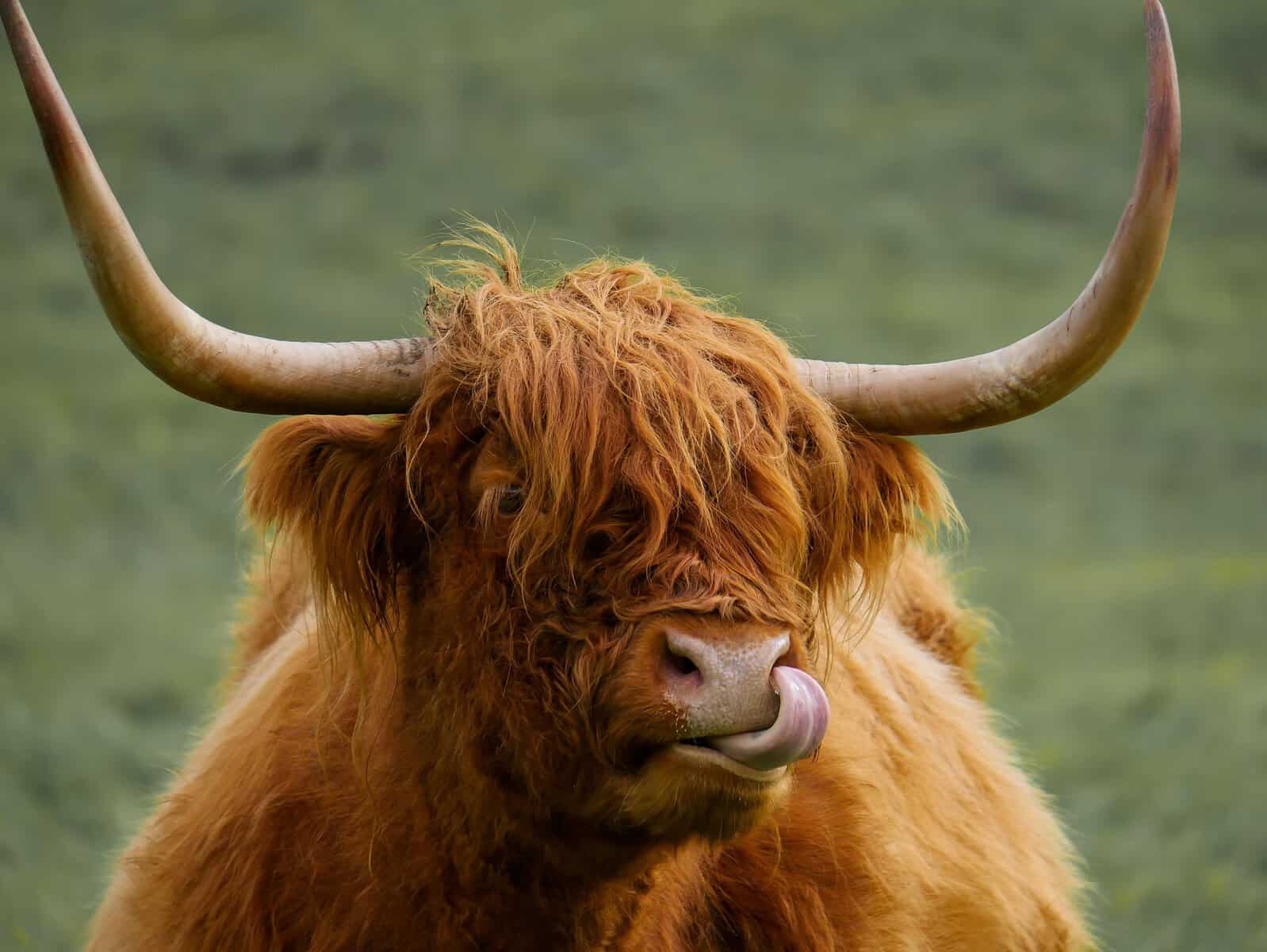 funny highland cow