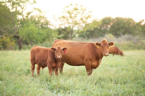 Gelbvieh Cattle: Breed Profile, Characteristics and More