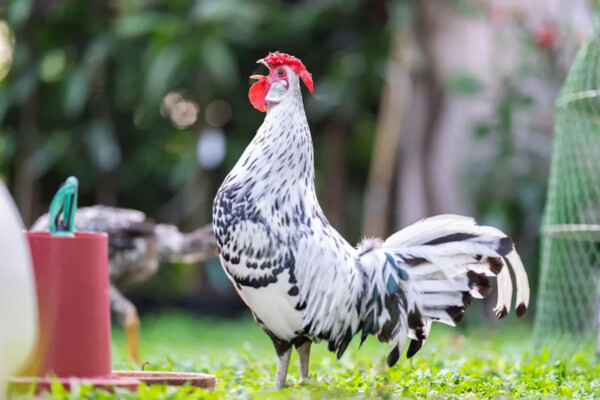 Hamburg Chickens: Breed Profile, Facts and Care Guide